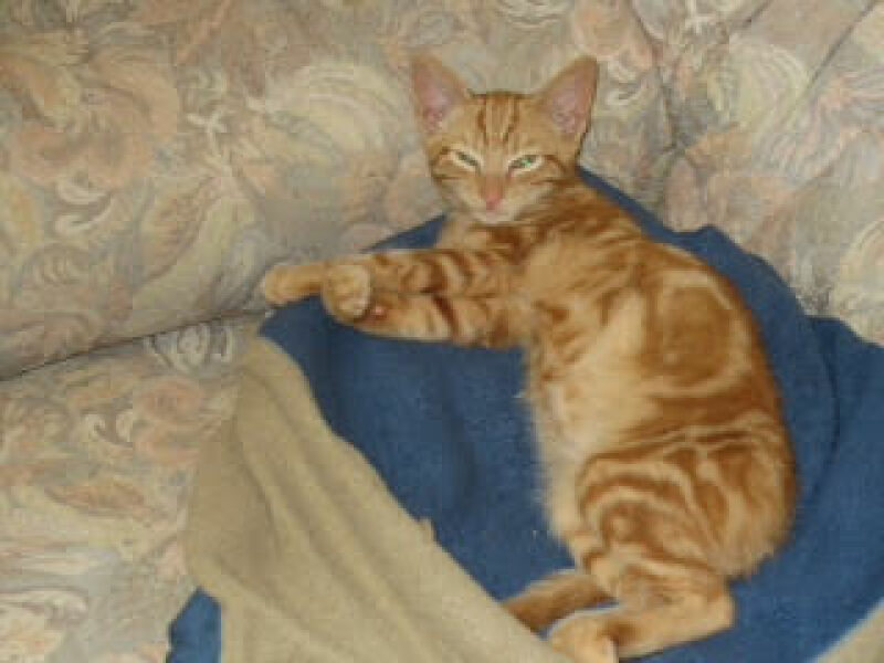 Advice re new kitten