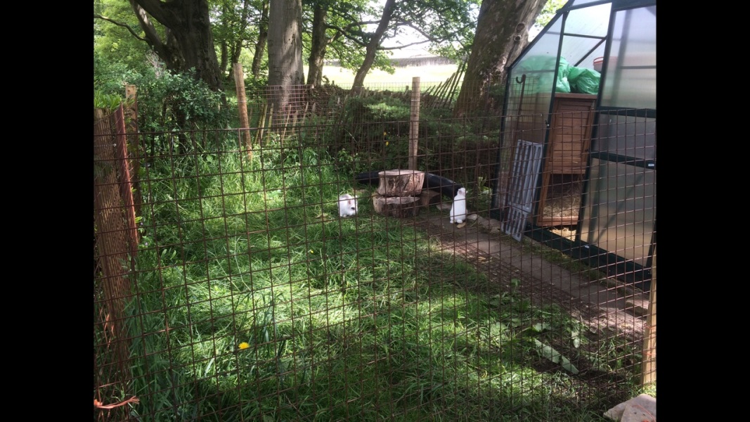 What to do with a shady fence corner that gets little rain