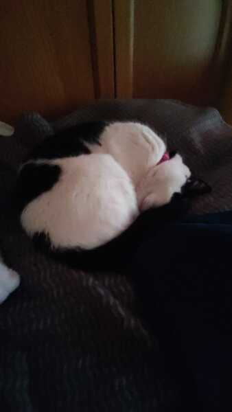 Black cat appreciation (pics please)