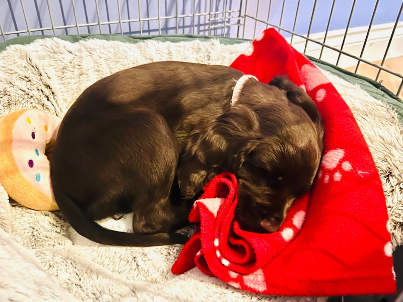Puppy Survival Thread for New and Old Pups - here comes winter 2024