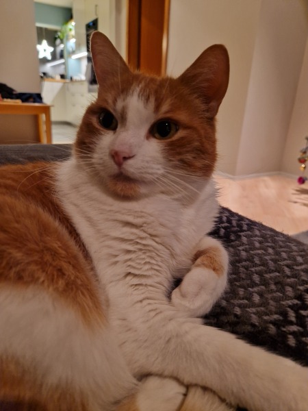 Ring Out, Wild Bells! As 2025 approaches, the Excellent Cats raise their game with a discussion on Tennyson's poetry