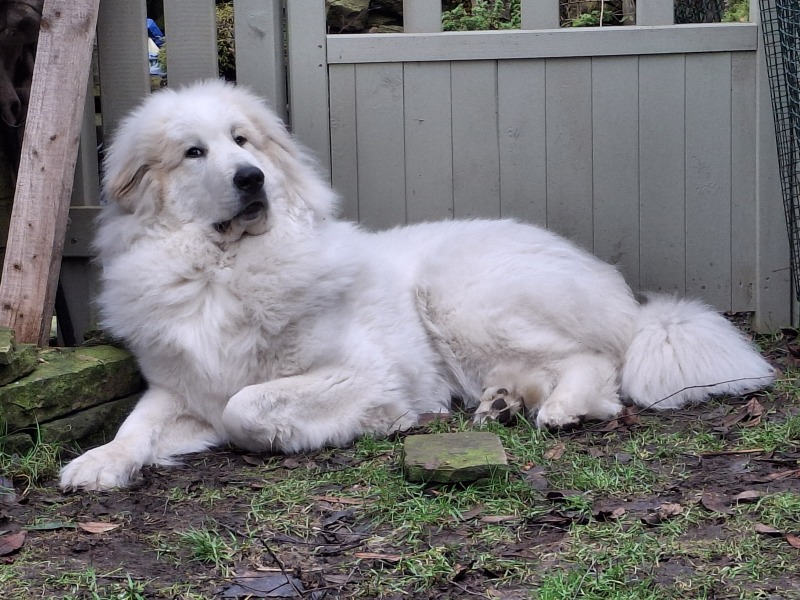 Adolescent Dog Survival Thread - get teenage licks right through the night!