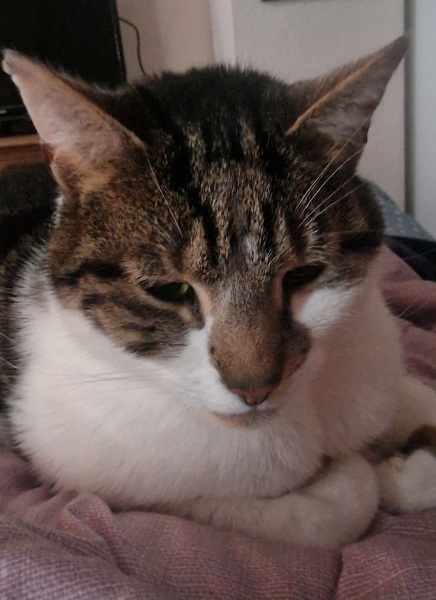 Thread 15 Starmer - Nolite te bastardes carborundorum