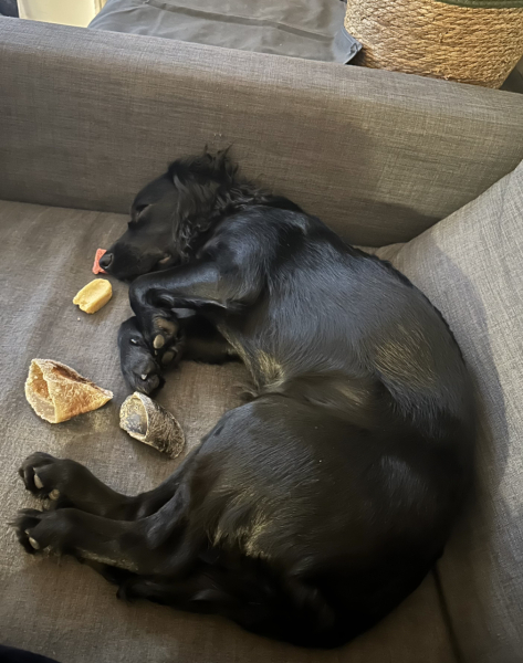 Adolescent Dog Survival Thread - Bark the Herald, furry angels sing!
