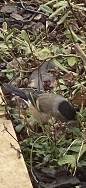 What is this bird?