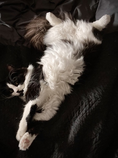 Any cat lovers know what breed of cat this might be or mix?