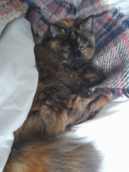 To ask me to show me your cat