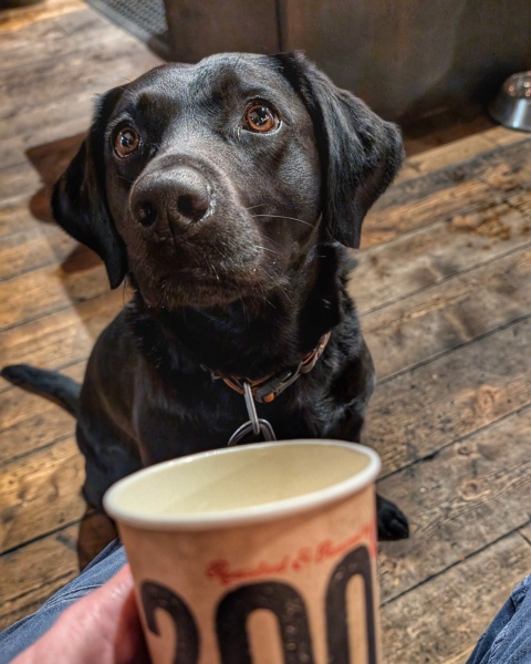 Hand hold please. Beloved Labrador hit by car and losing her leg
