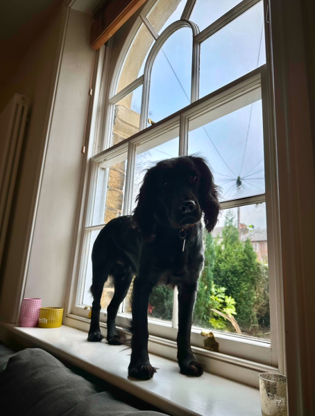 Adolescent Dog Survival Thread - get teenage licks right through the night!