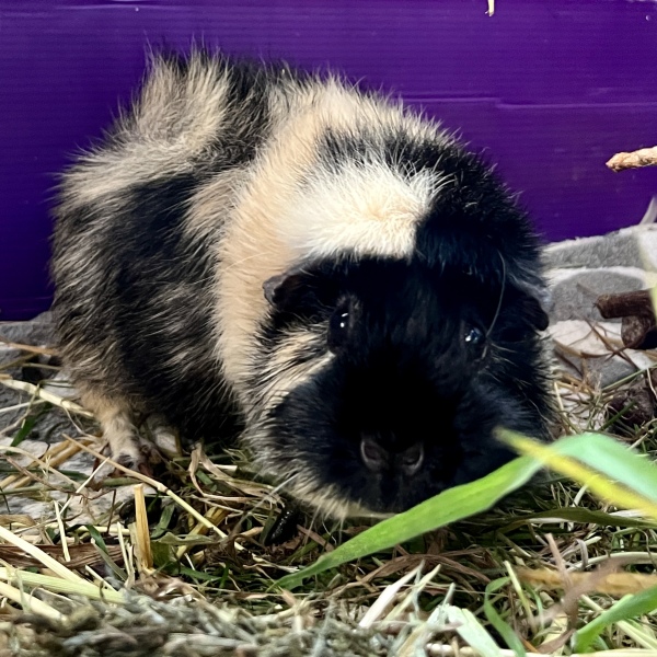 Ladies and Ladies: The Bluestocking is open: again