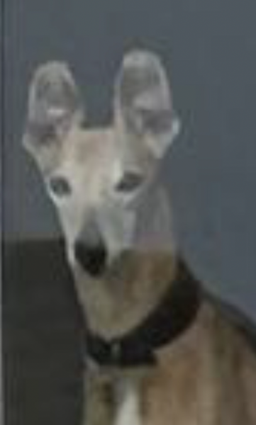 Two intact male Whippets…