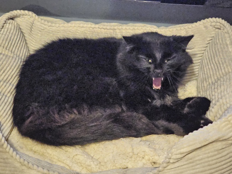 Thread 14 Starmer - The Starmeristas Strike Back