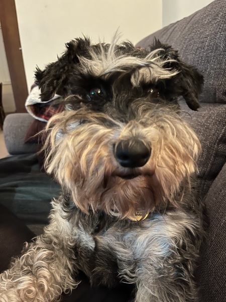 Thread 15 Starmer - Nolite te bastardes carborundorum