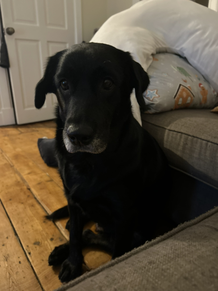 Finding ‘jobs’ for collie in prep for new baby