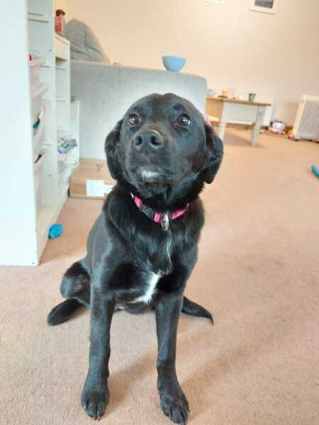 Finding ‘jobs’ for collie in prep for new baby