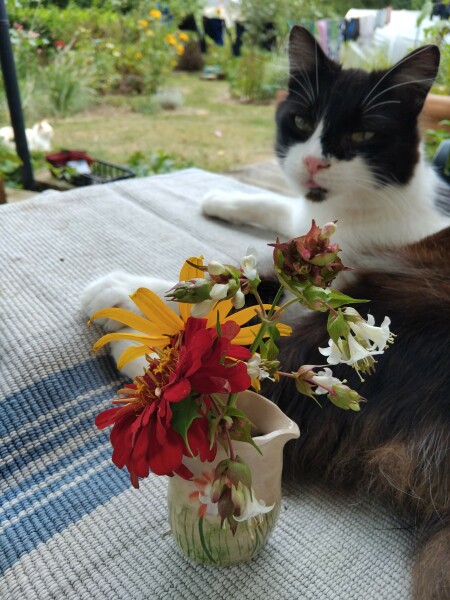 Black and white cats. (pics please!)