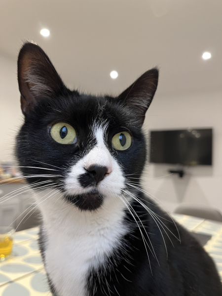 Black and white cats. (pics please!)