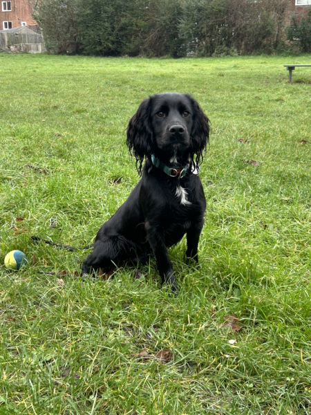Adolescent Dog Survival Thread - get teenage licks right through the night!