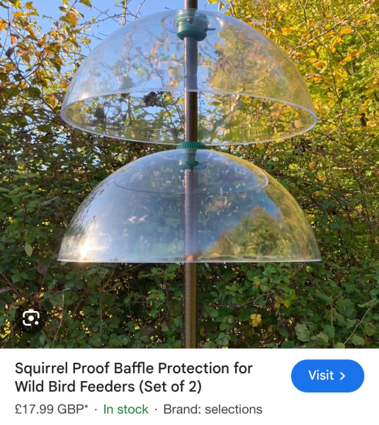 Is everyone putting food out for the birds?