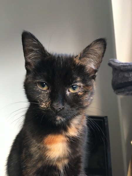 Anyone got a tortie?