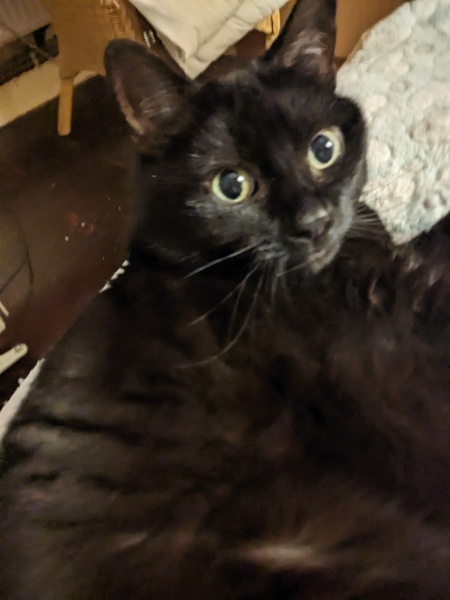 To ask me to show me your cat