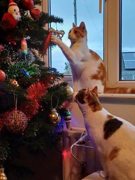 Name suggestions for sibling kittens please?