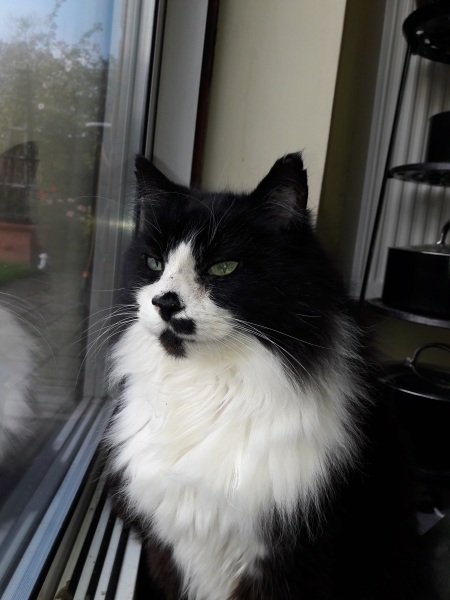 Any cat lovers know what breed of cat this might be or mix?