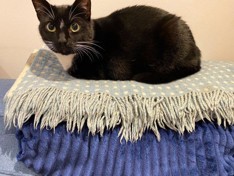 Black and white cats. (pics please!)