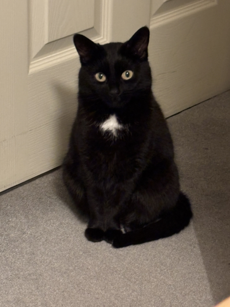 Rescue cats, show me yours!
