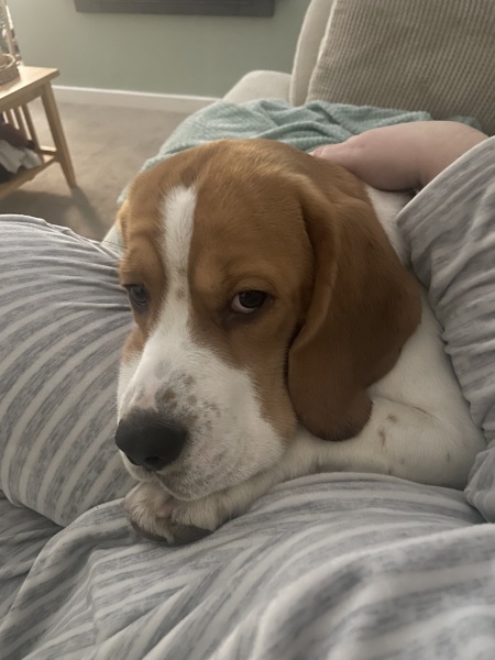 Sashaying into a svelte 2025 with Slimming World