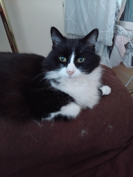 Any cat lovers know what breed of cat this might be or mix?