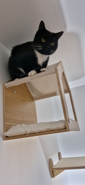 Black and white cats. (pics please!)