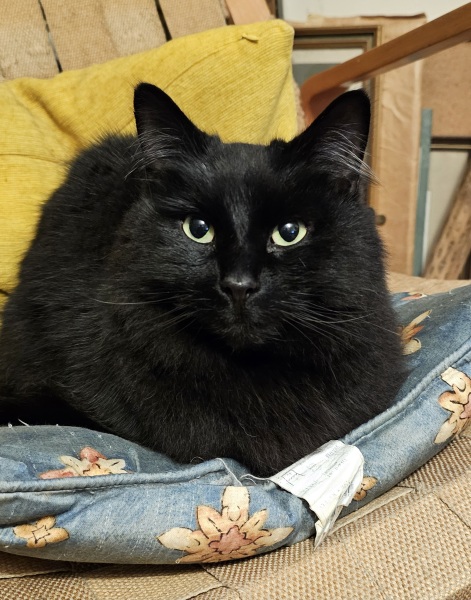 Ring Out, Wild Bells! As 2025 approaches, the Excellent Cats raise their game with a discussion on Tennyson's poetry