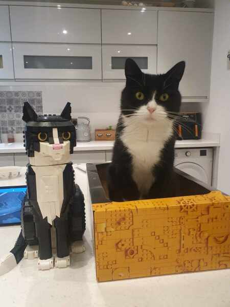 Black and white cats. (pics please!)