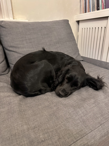 Adolescent Dog Survival Thread - Bark the Herald, furry angels sing!