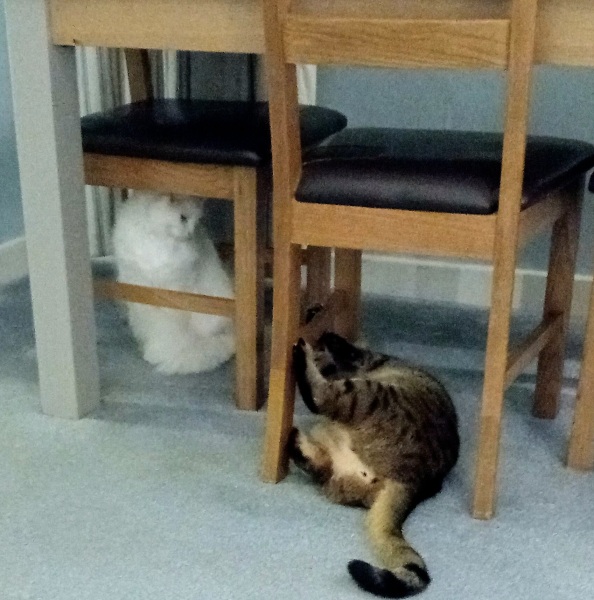 Ring Out, Wild Bells! As 2025 approaches, the Excellent Cats raise their game with a discussion on Tennyson's poetry