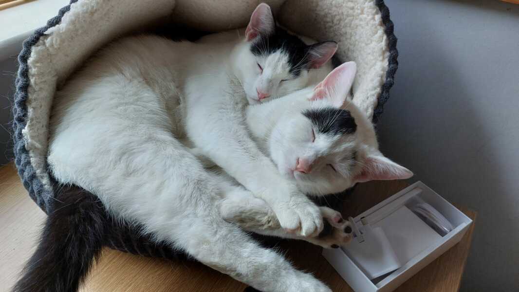 Black and white cats. (pics please!)