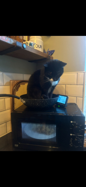 Black and white cats. (pics please!)
