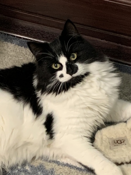 Any cat lovers know what breed of cat this might be or mix?