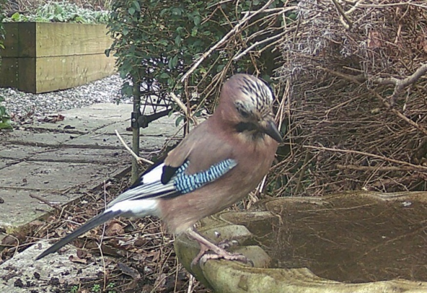 Bird ID with pic!