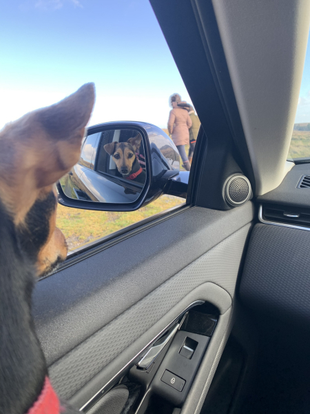 Trail Hunting or Fox Hunting?