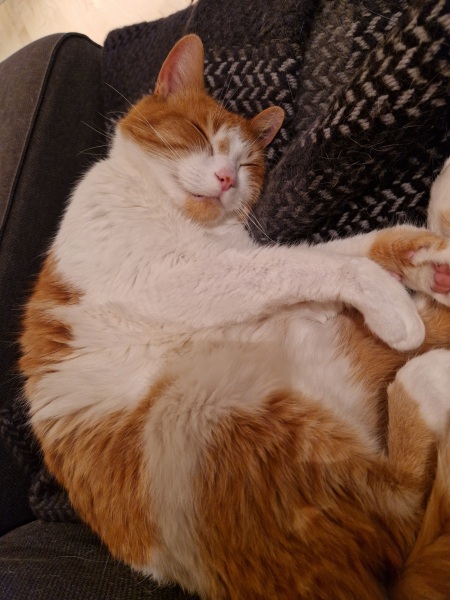 I think I want to adopt a cat but I’ve never had a cat before and I have questions!
