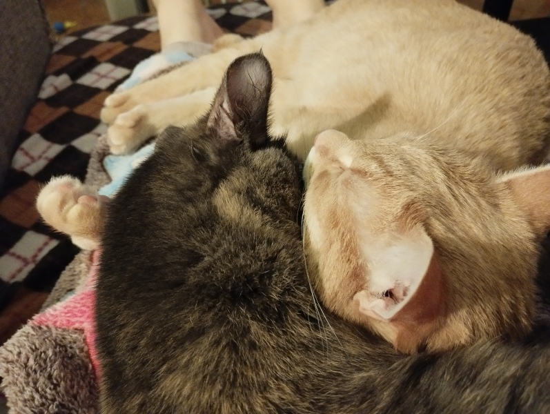 Name suggestions for sibling kittens please?