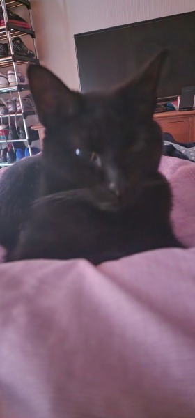 Thread 14 Starmer - The Starmeristas Strike Back