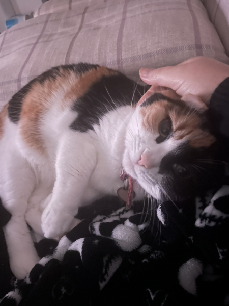 Anyone got a tortie?