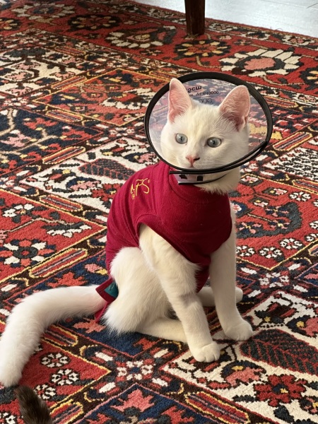 Ring Out, Wild Bells! As 2025 approaches, the Excellent Cats raise their game with a discussion on Tennyson's poetry