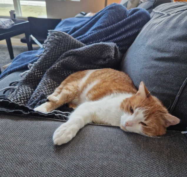 Ring Out, Wild Bells! As 2025 approaches, the Excellent Cats raise their game with a discussion on Tennyson's poetry