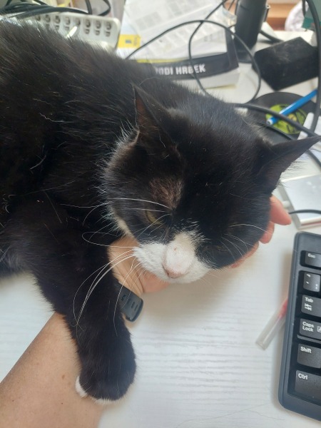 Black and white cats. (pics please!)