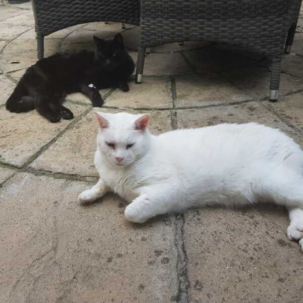 White cats yay or nay?