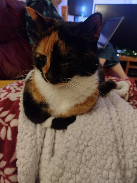 Anyone got a tortie?